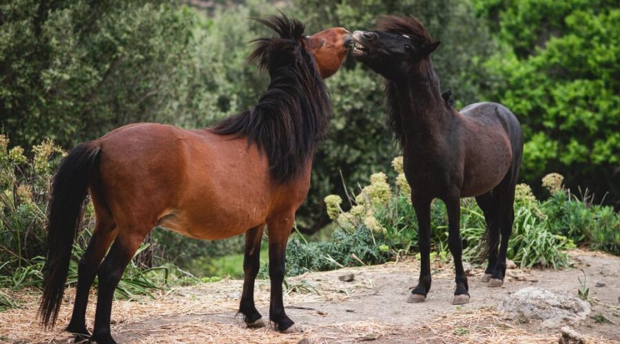 Τα μοναδικά αλογάκια της Σκύρου